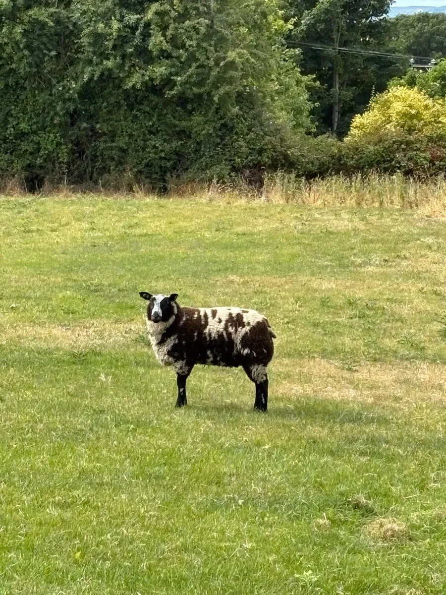 PBR Dutch Spotted Rams - Image 2
