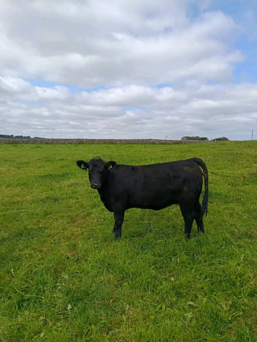 Pedigree incalf and maiden heifer's - Image 3