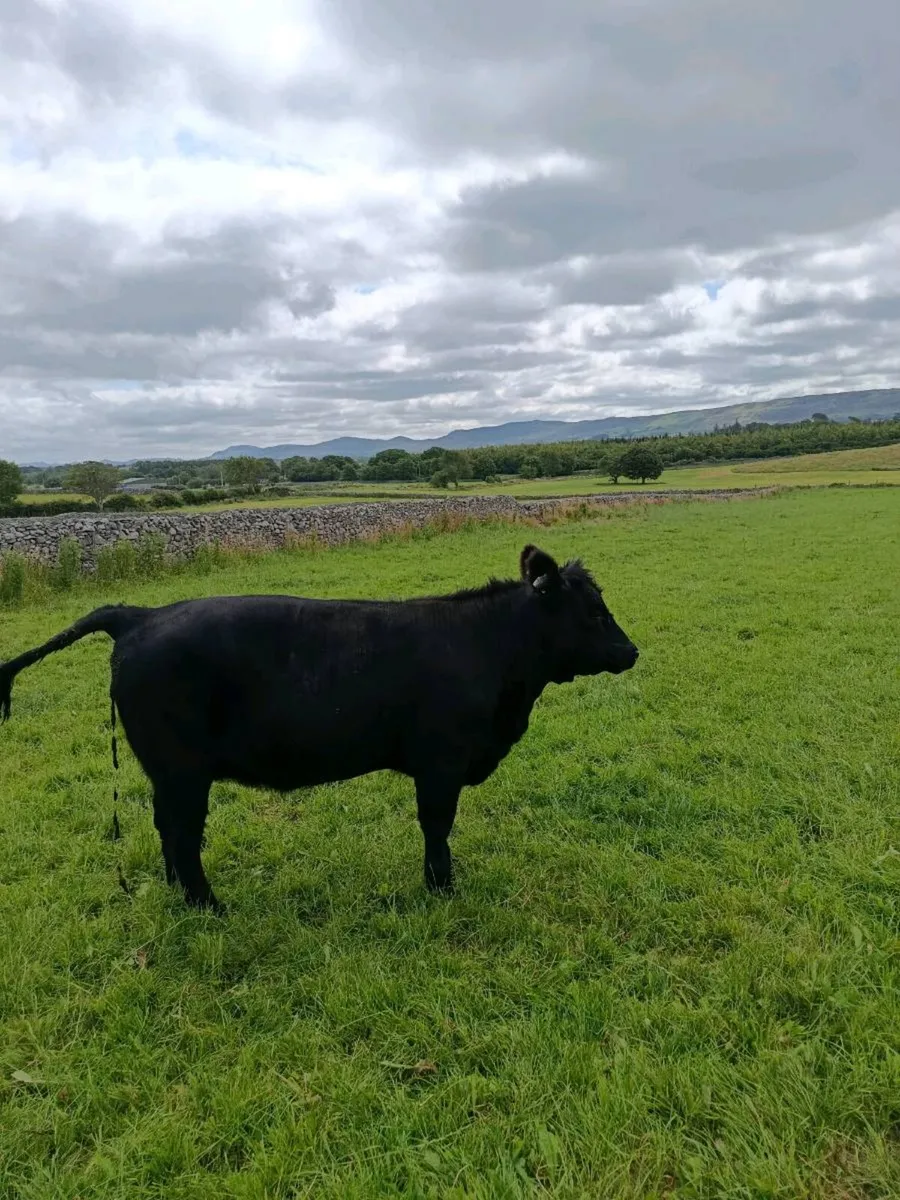 Pedigree incalf and maiden heifer's - Image 4