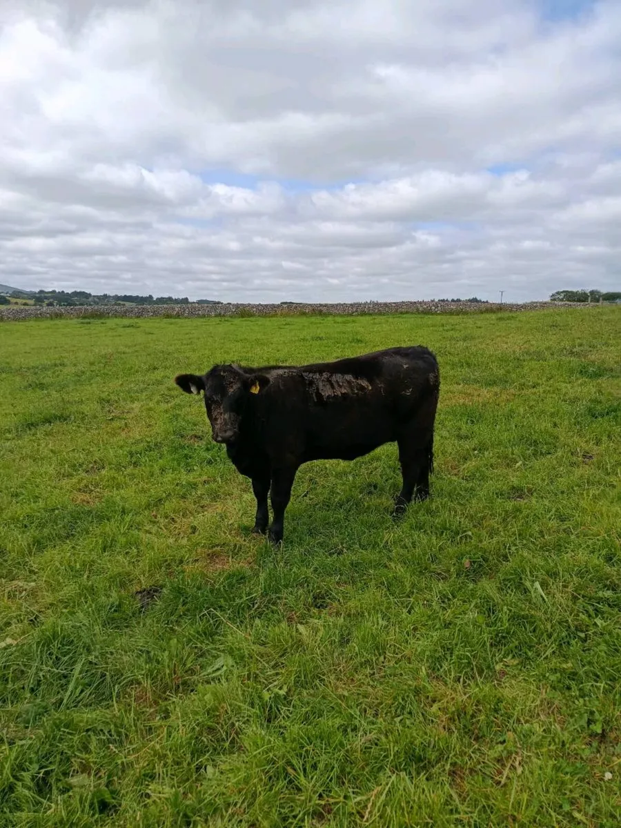 Pedigree incalf and maiden heifer's - Image 1