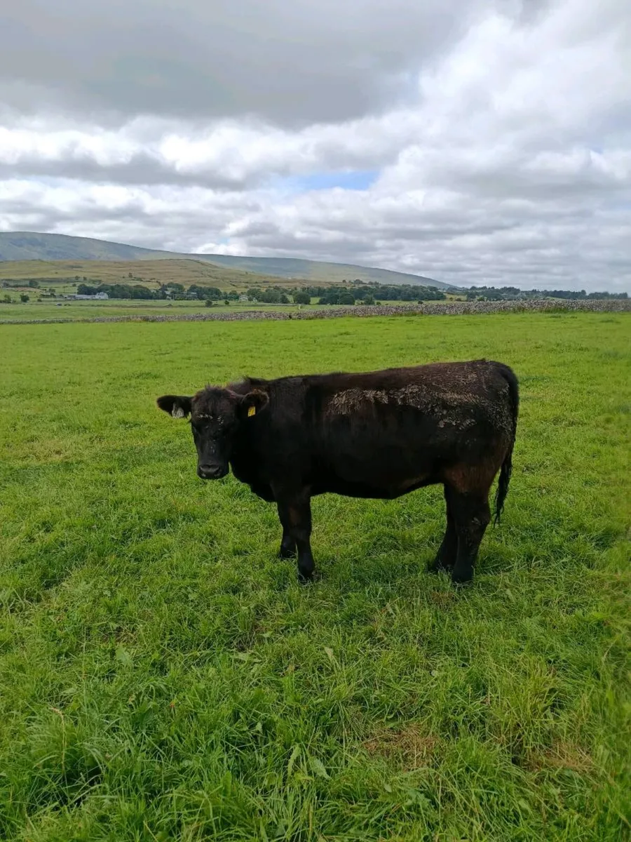 Pedigree incalf and maiden heifer's - Image 2