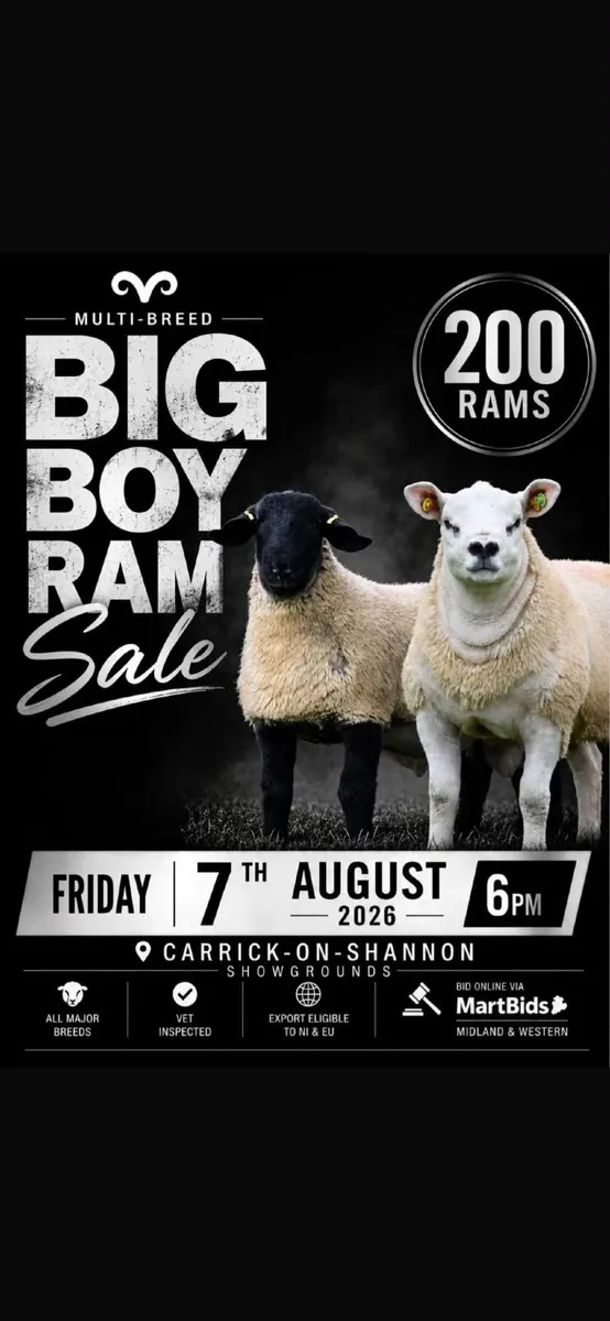 The Big Boy Multibreed Ram Sale 26 - Image 1