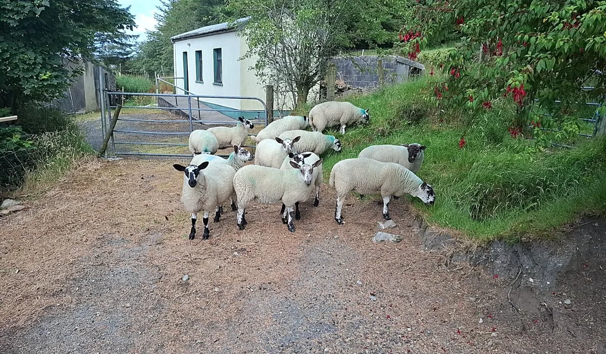 Ewe lambs - Image 1