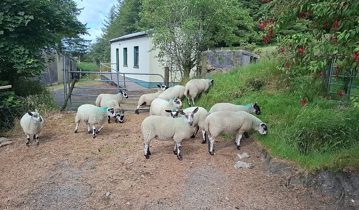 Ewe lambs - Image 2