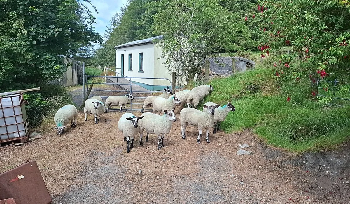 Ewe lambs - Image 3