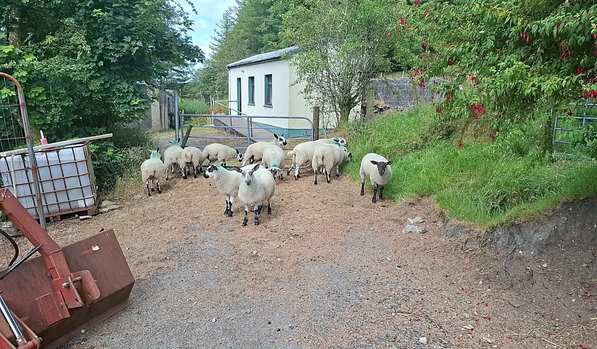 Ewe lambs - Image 4