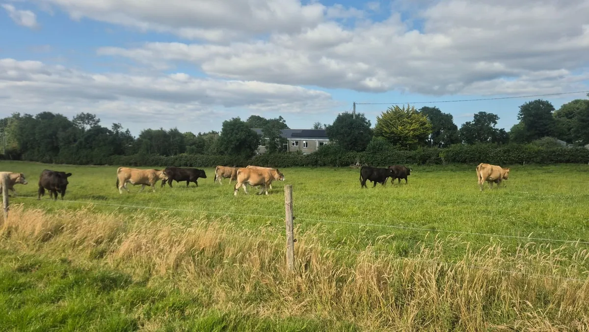 14 -17 month old au cross Bullocks - Image 2