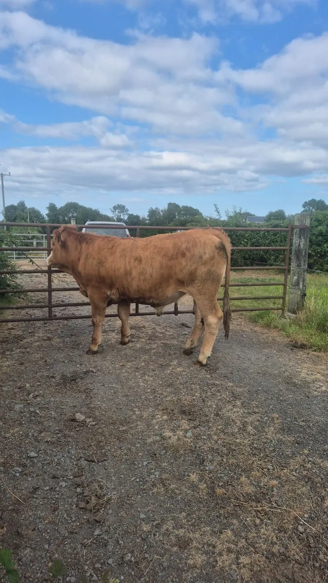 14 -17 month old au cross Bullocks - Image 4