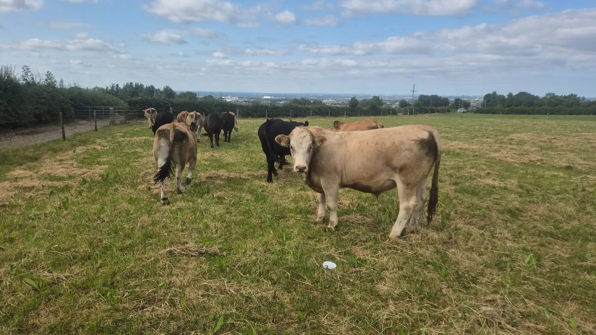 14 -17 month old au cross Bullocks - Image 3