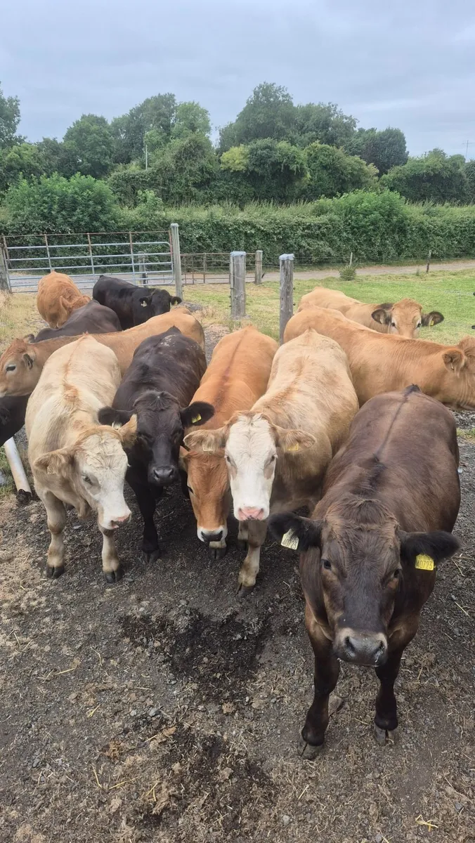 14 -17 month old au cross Bullocks - Image 1