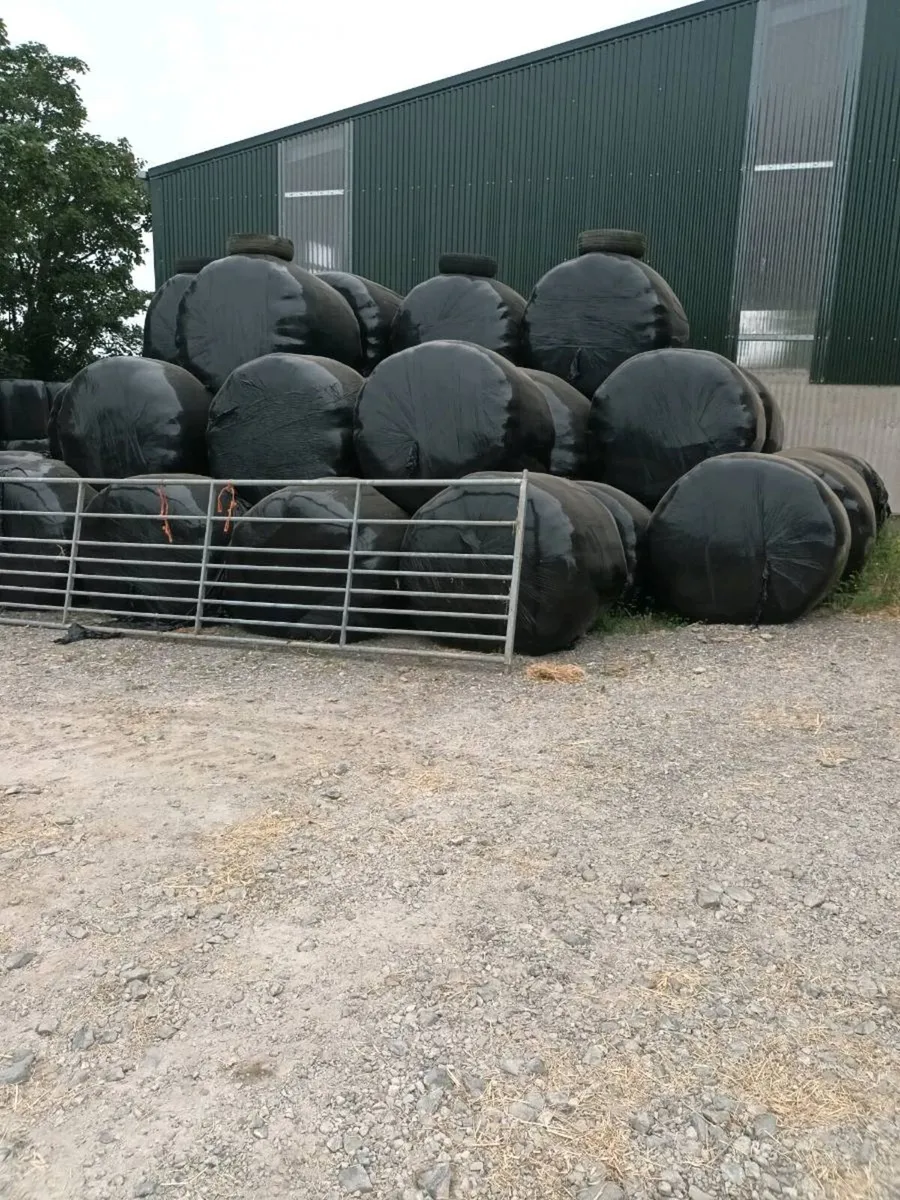 Silage 40 bales baled mid June