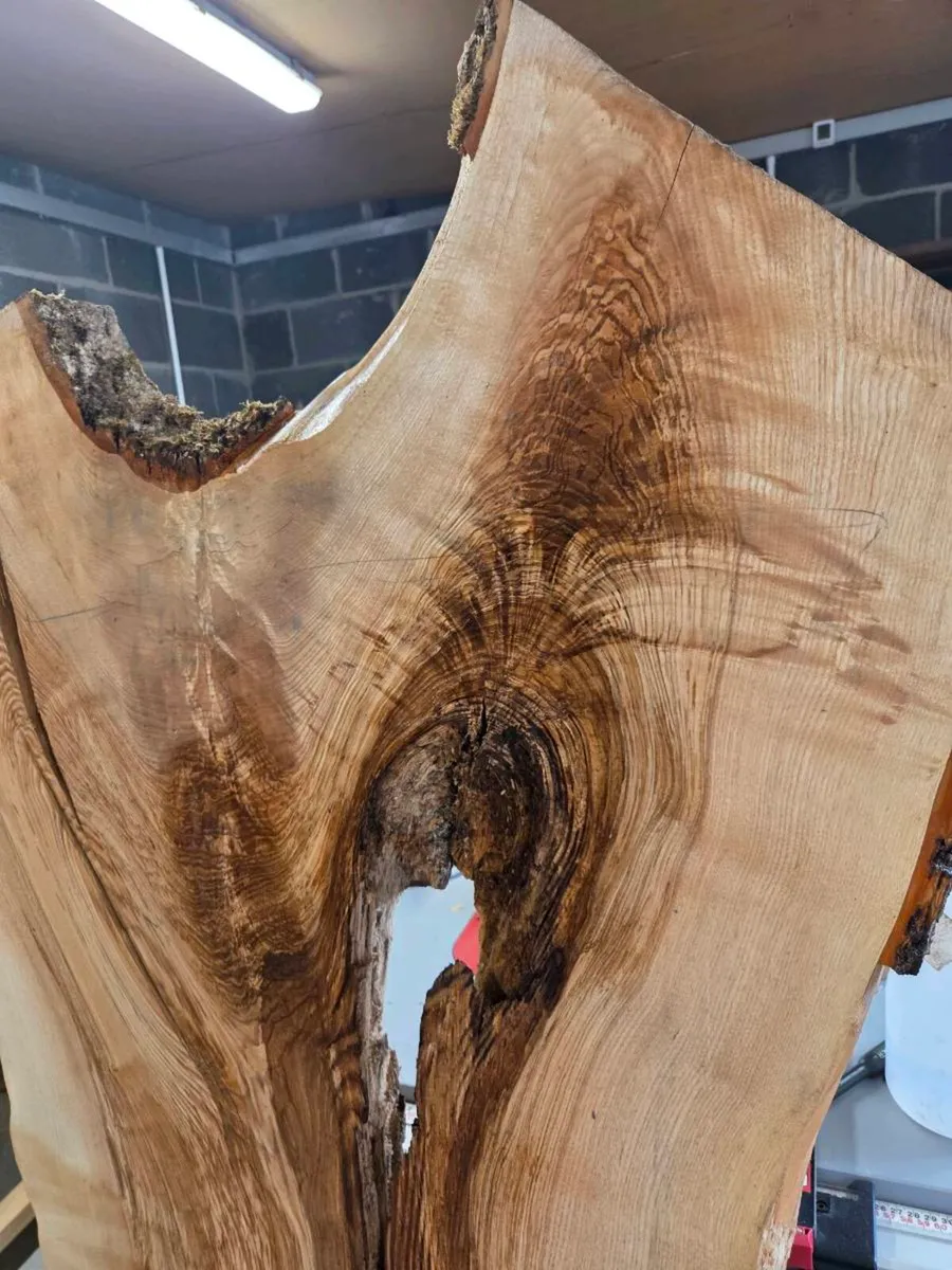 Large Live Edge Ash Slabs - Kiln Dried - Image 2