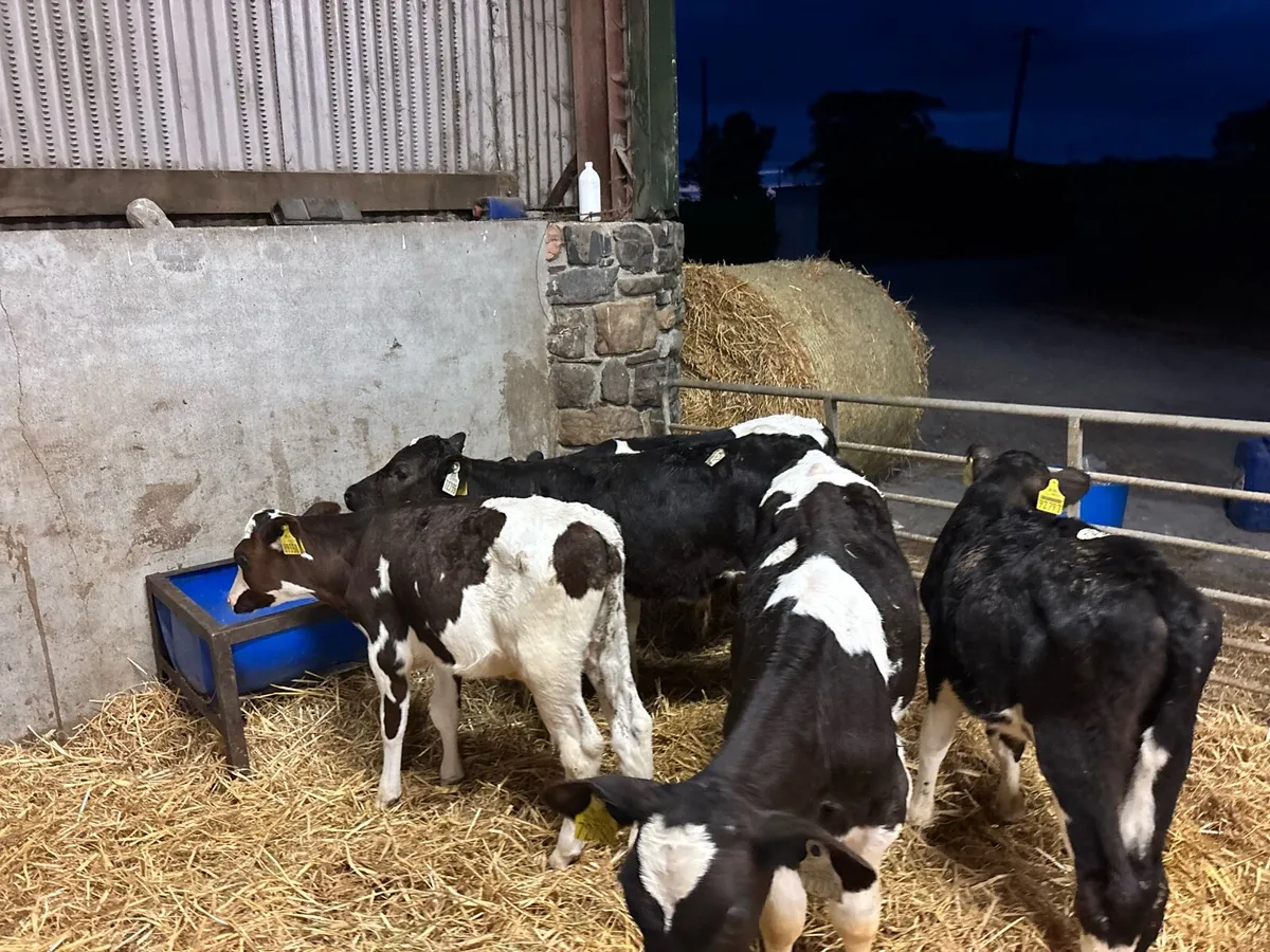 5 super 2 months old British Frisian bulls - Image 2