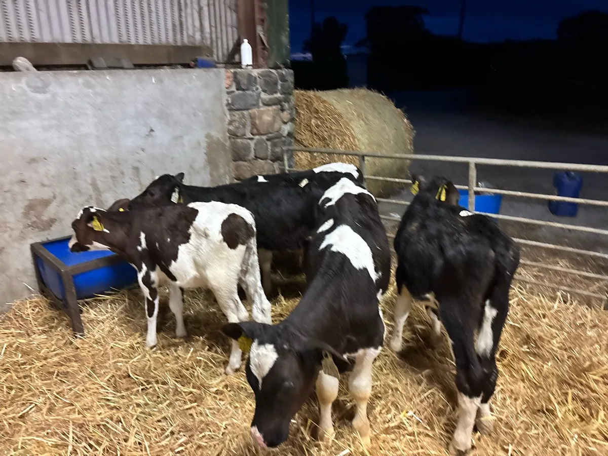 5 super 2 months old British Frisian bulls - Image 3