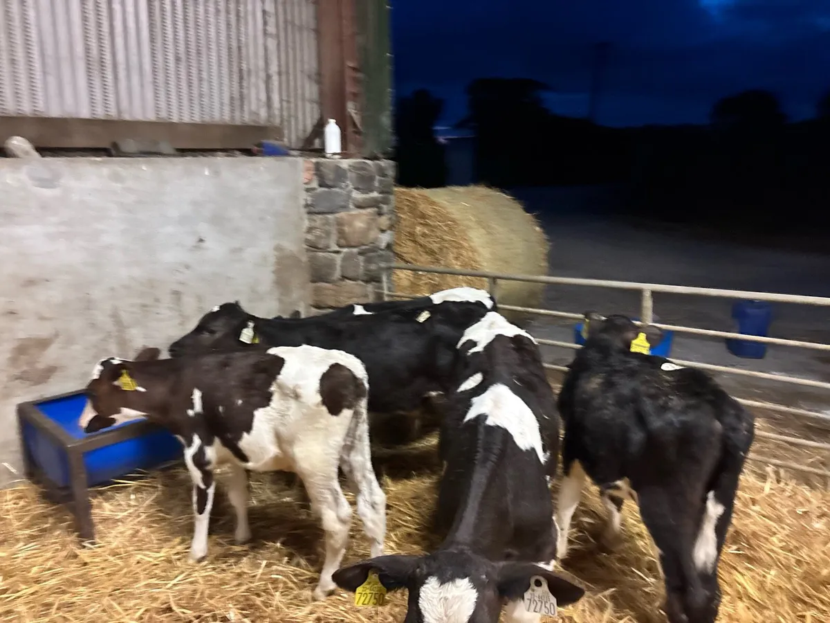 5 super 2 months old British Frisian bulls - Image 4