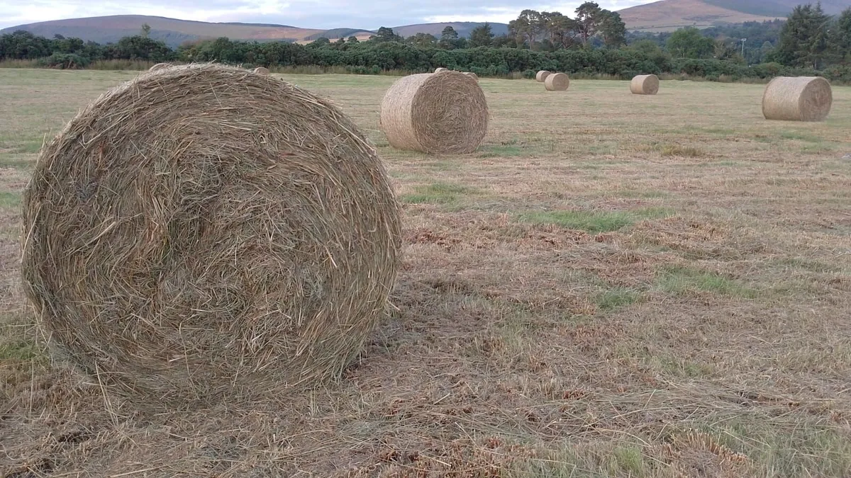 Hay/rushes - Image 2