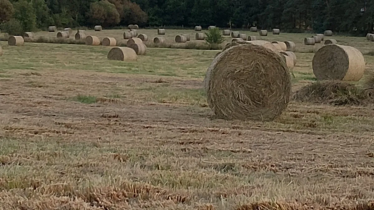 Hay/rushes - Image 3