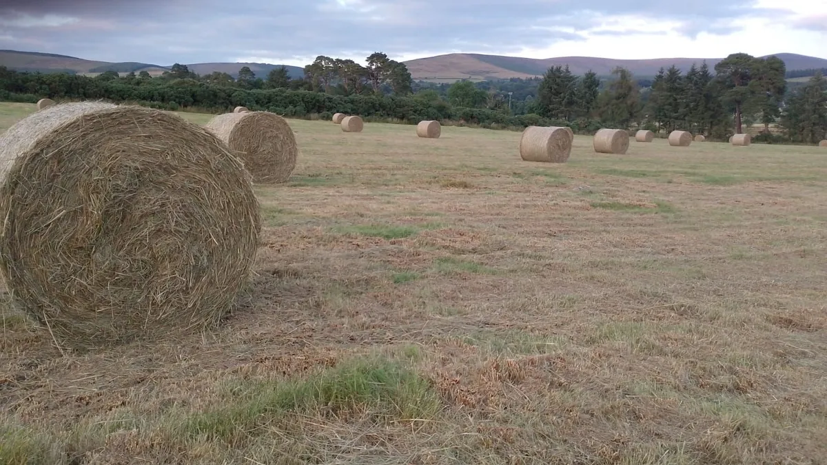 Hay/rushes - Image 1