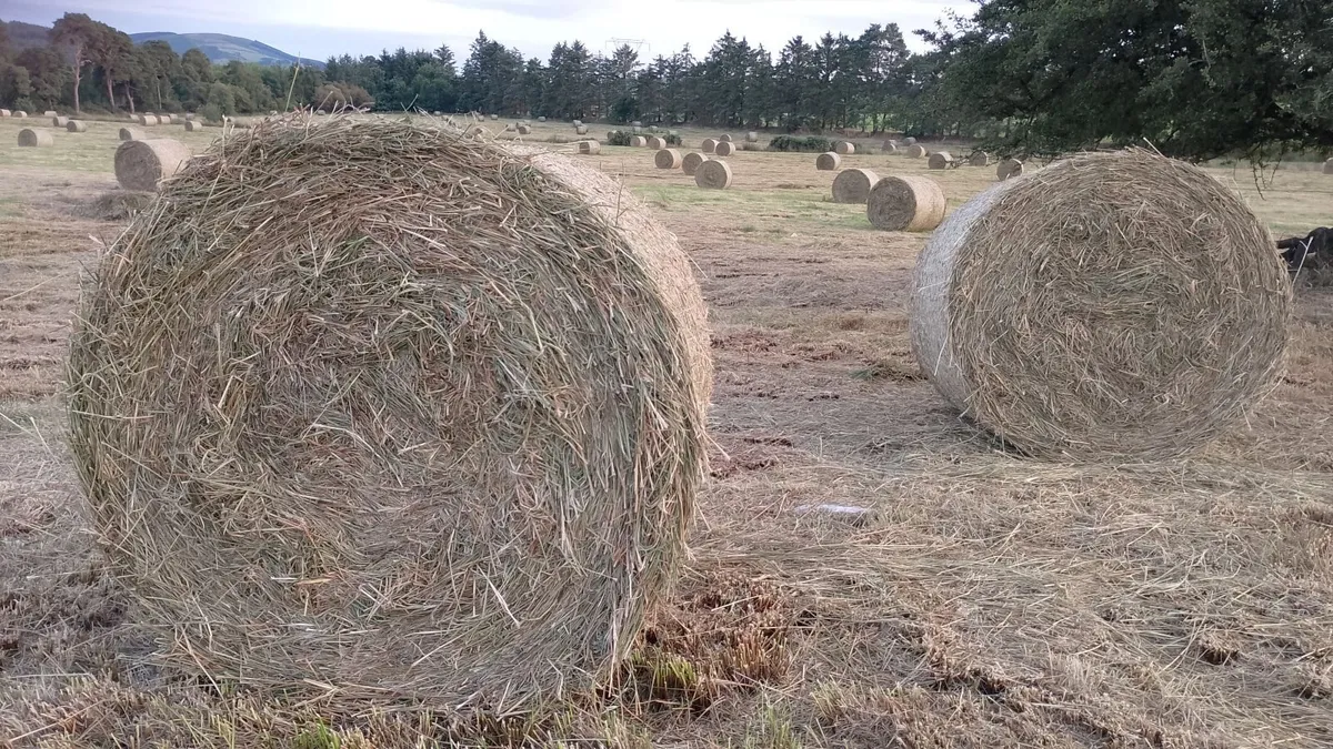 Hay/rushes - Image 4