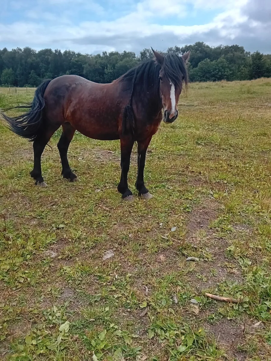 Horse - Image 1