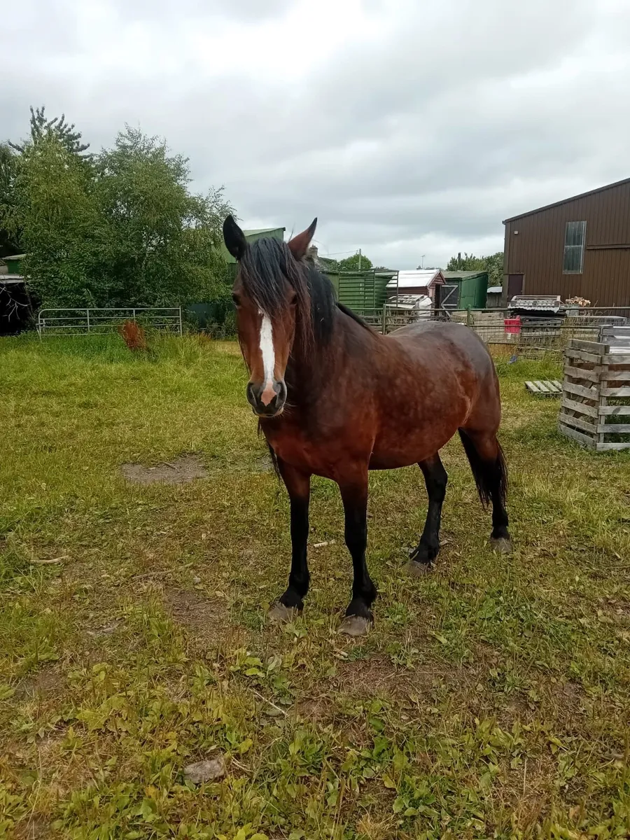 Horse - Image 2