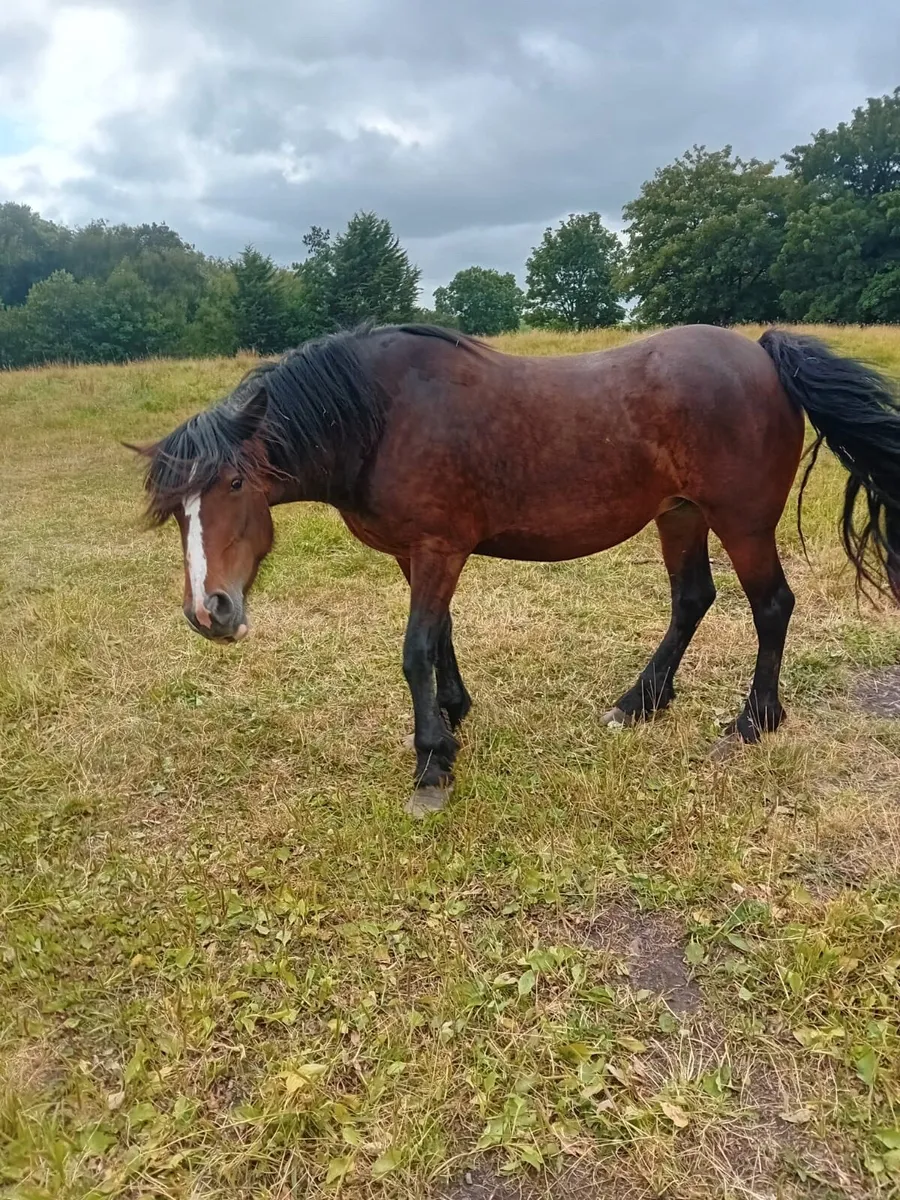Horse - Image 3
