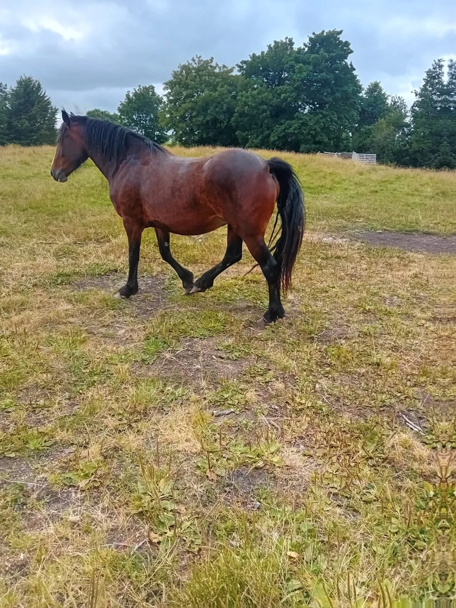 Horse - Image 4