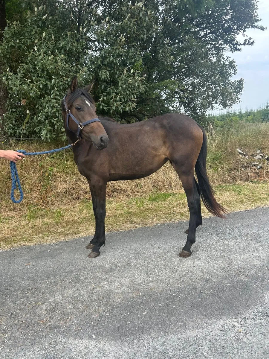 2yo ish filly - Image 2