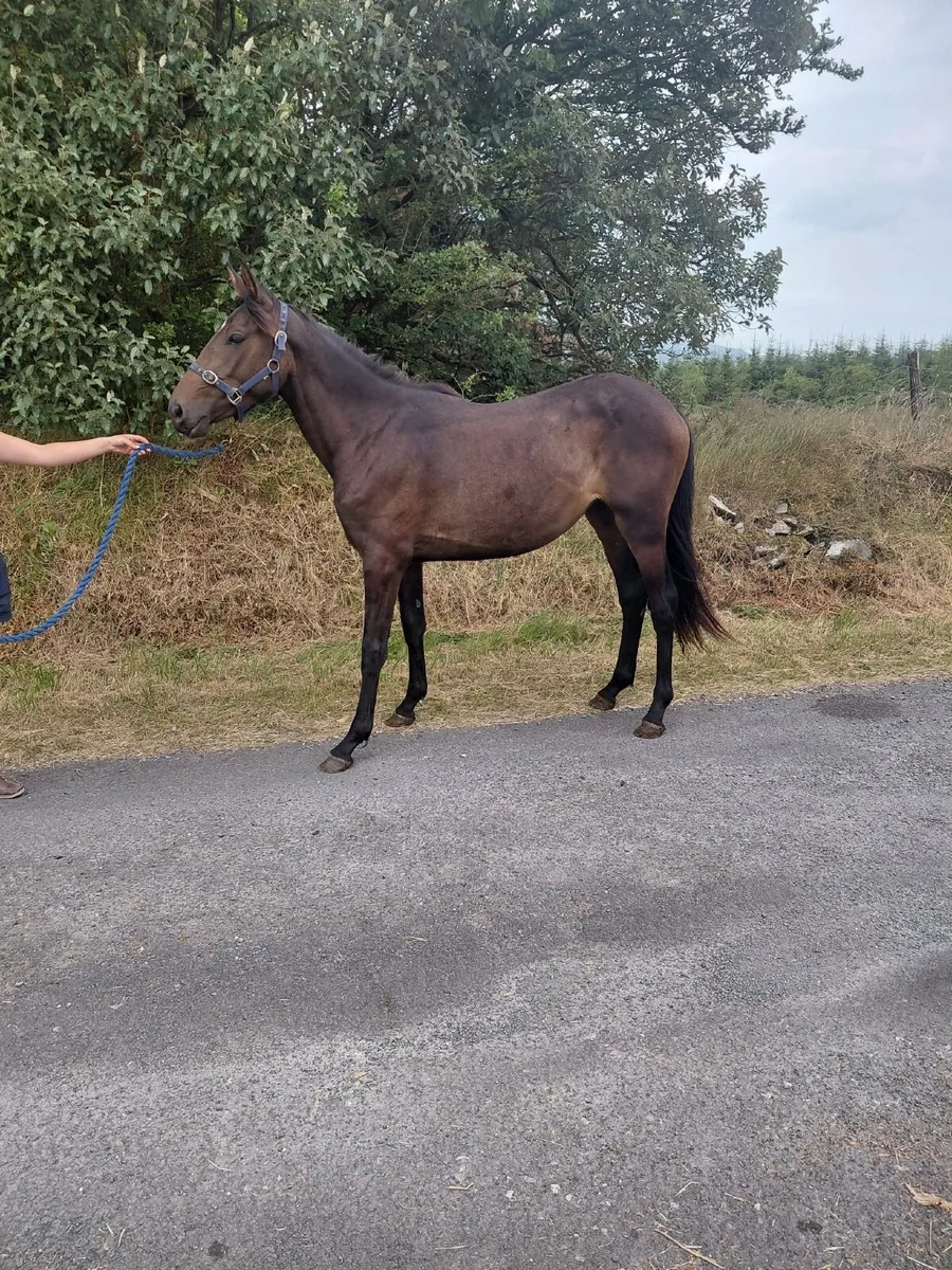 2yo ish filly - Image 3