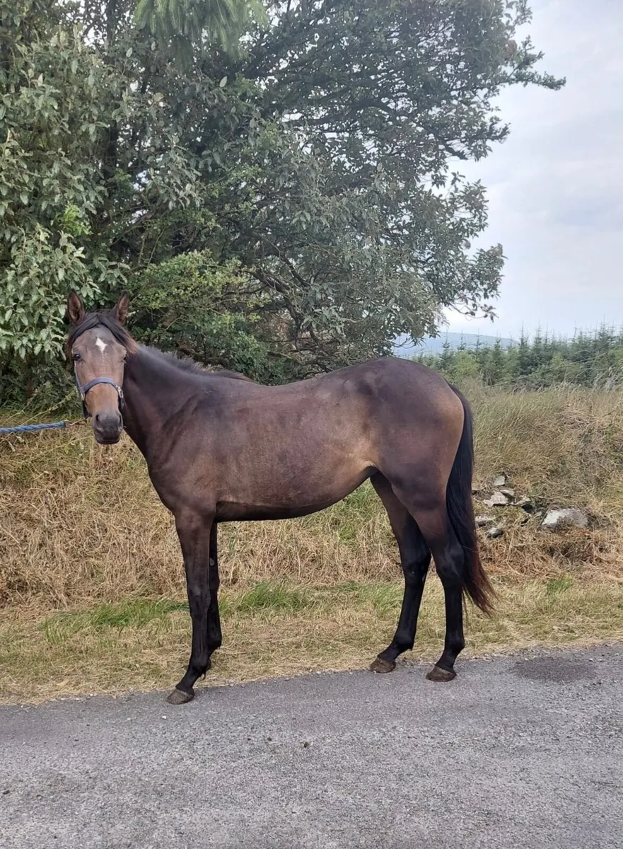 2yo ish filly - Image 1