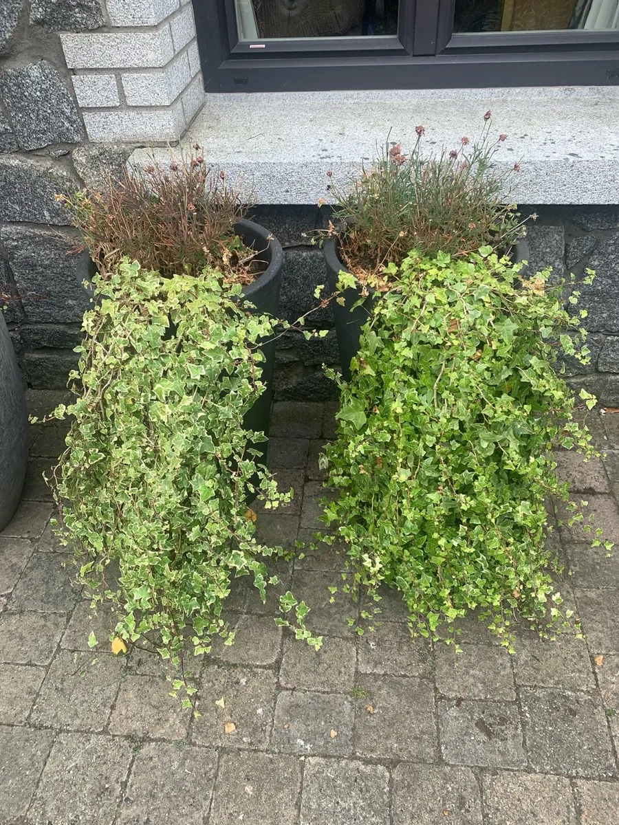 A Pair of Planter Pots - Image 2