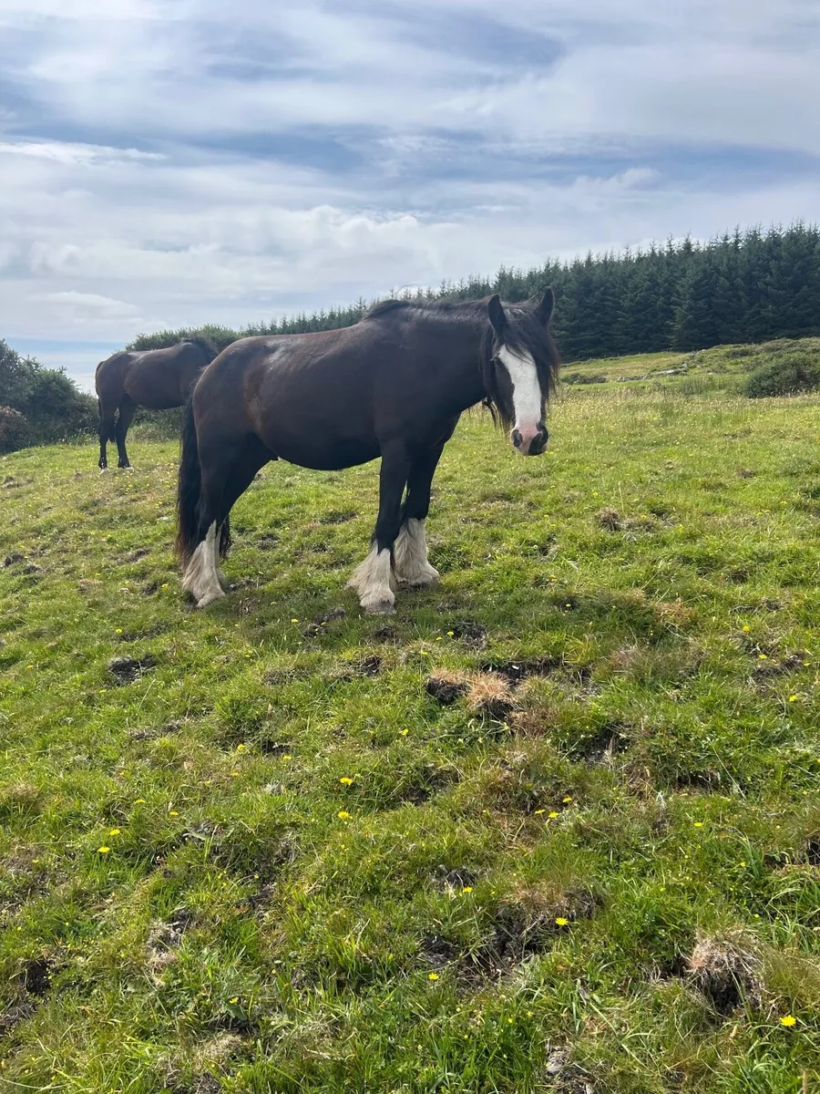 2yo ish filly - Image 4