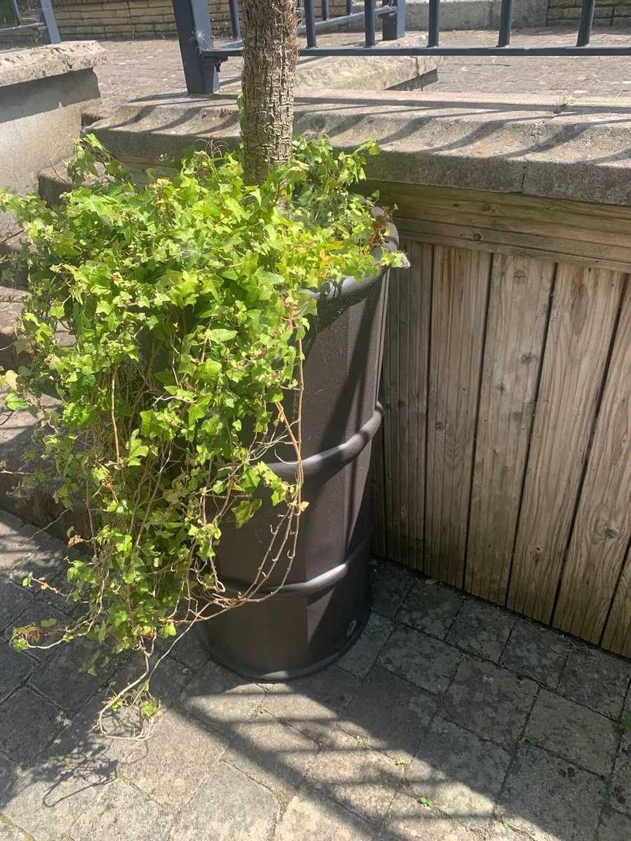 Planters, pots - Image 3