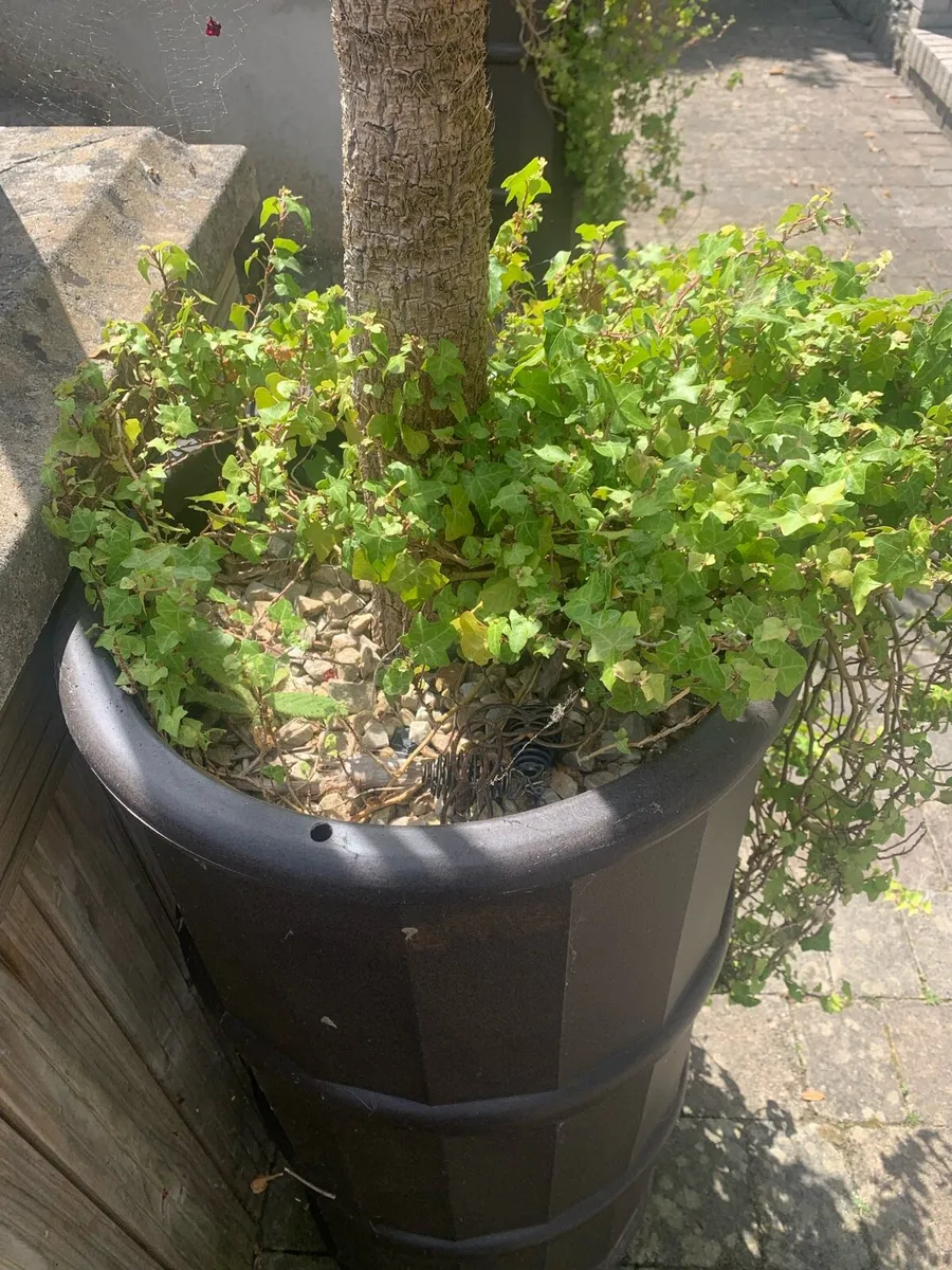 Planters, pots - Image 4