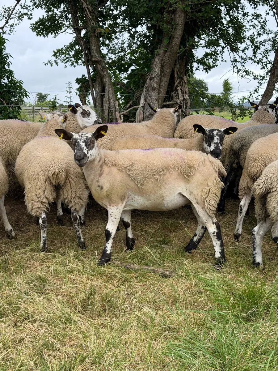 Texel x Mule Ewe Lambs - Image 1