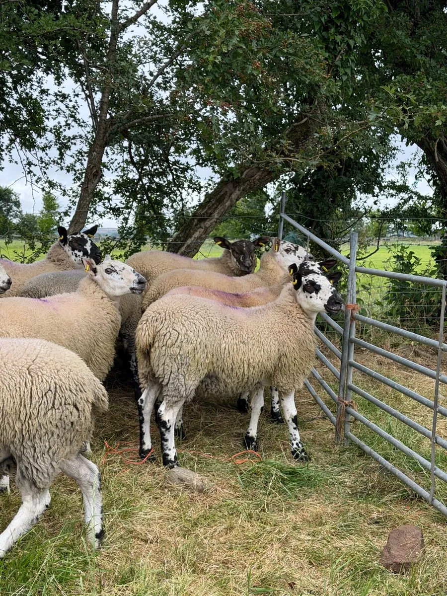Texel x Mule Ewe Lambs - Image 2
