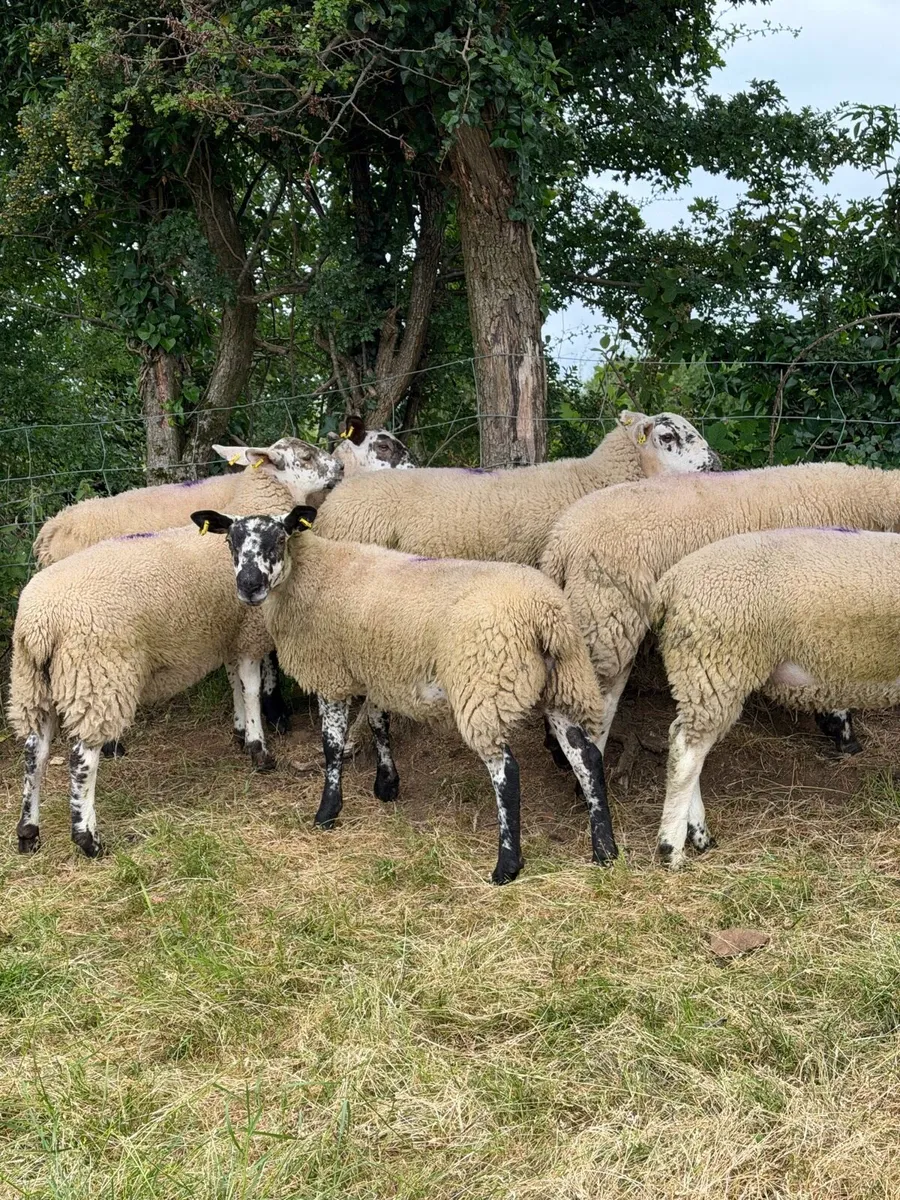 Texel x Mule Ewe Lambs - Image 3