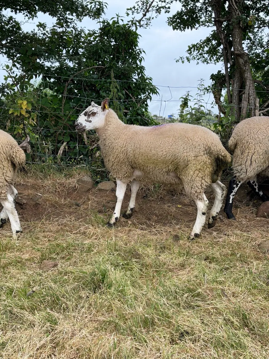 Texel x Mule Ewe Lambs - Image 4
