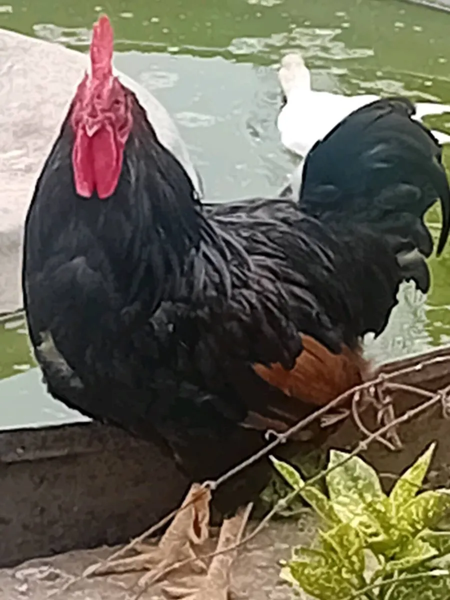 🐓 Handsome Rory - Image 1