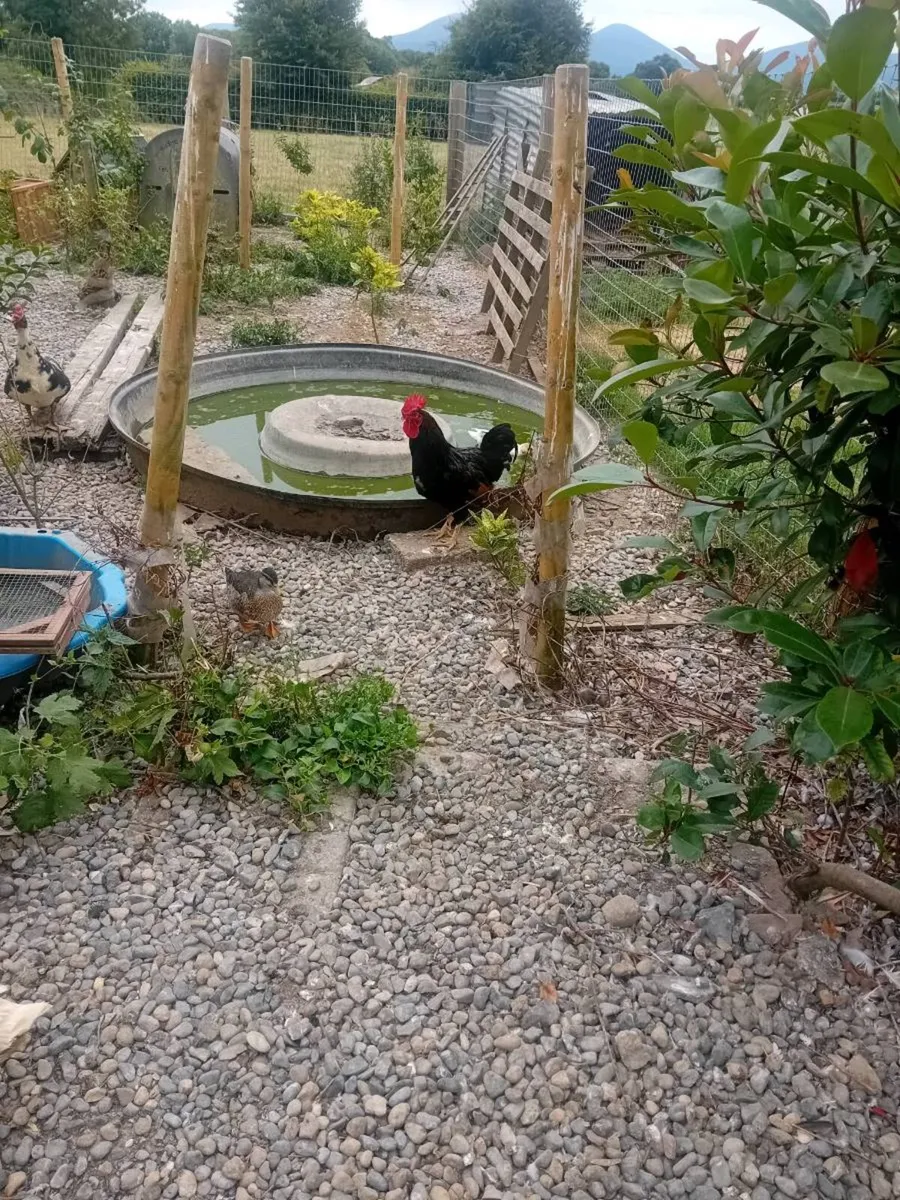 🐓 Handsome Rory - Image 2