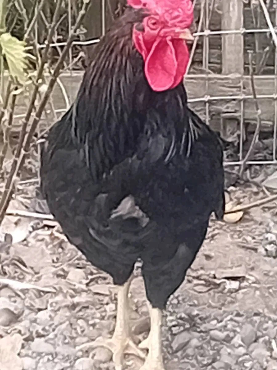 🐓 Handsome Rory - Image 3