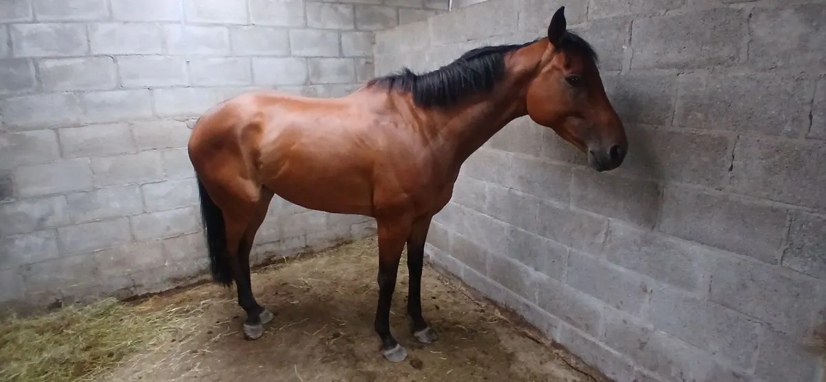 Equine - Image 2