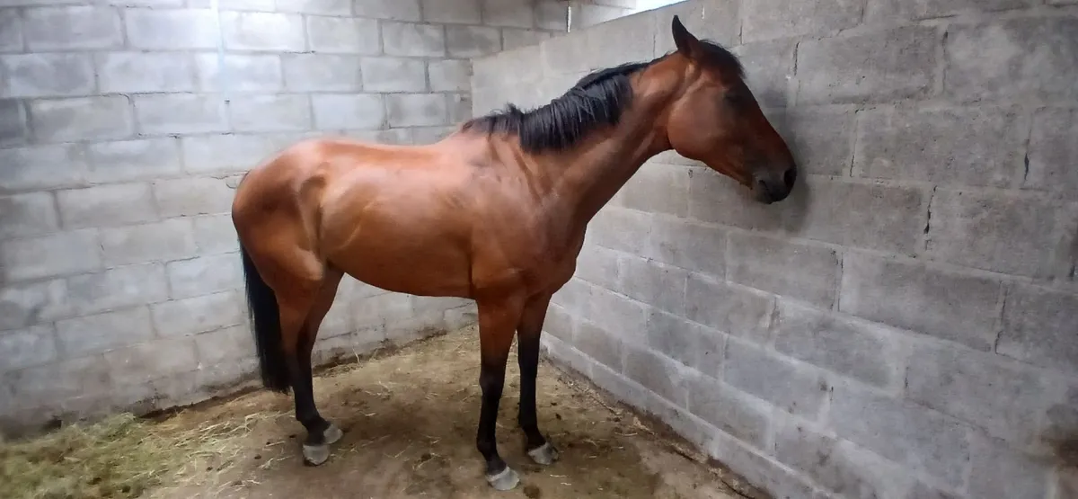 Equine - Image 1