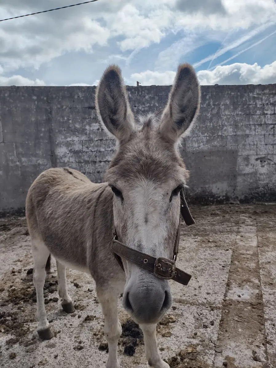Donkey Mare - Image 2