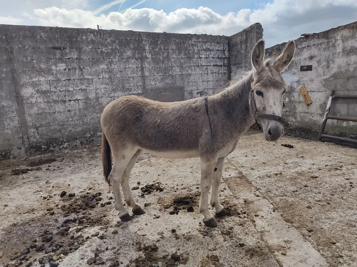 Donkey Mare - Image 1