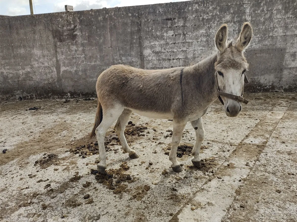 Donkey Mare - Image 3