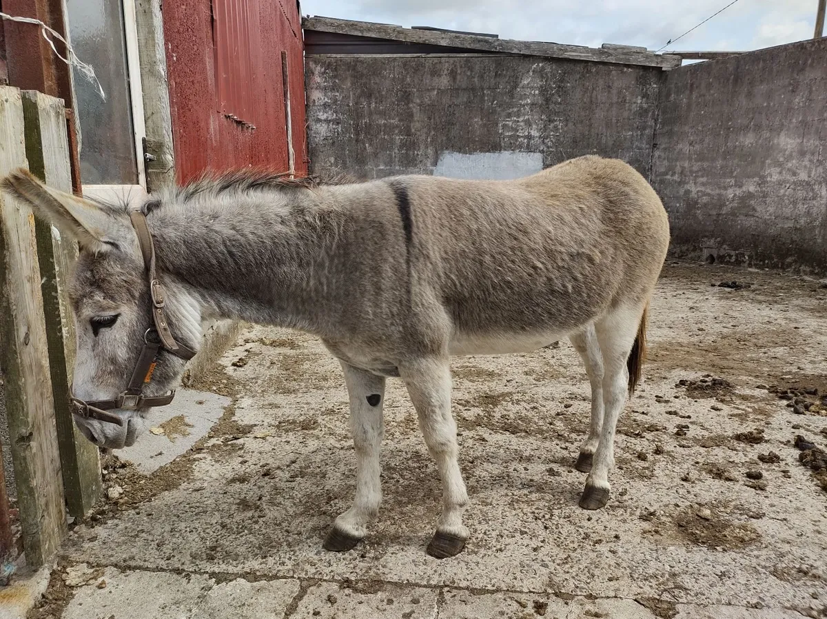 Donkey Mare - Image 4