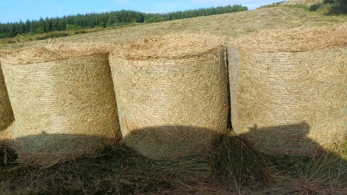 Rushes