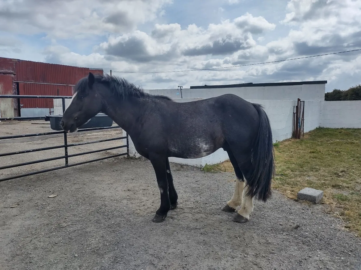 Pony - Image 2