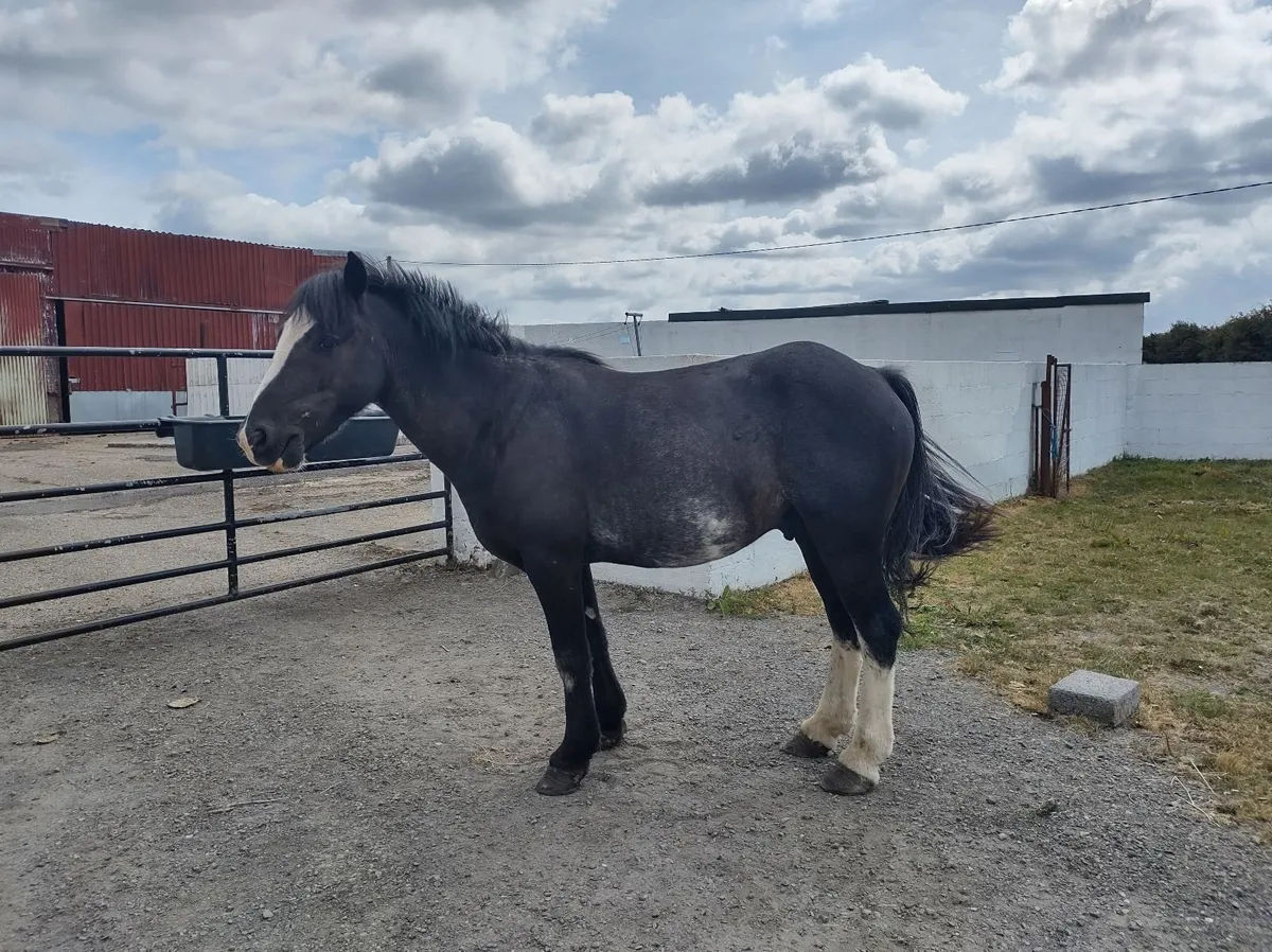 Pony - Image 3